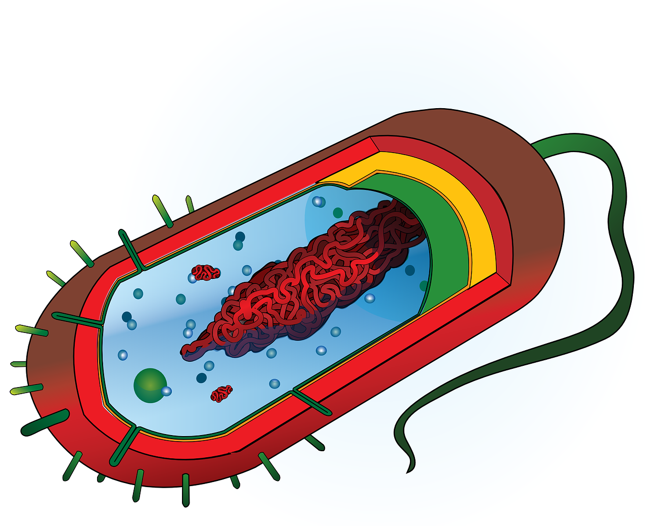 Anti Bacterial